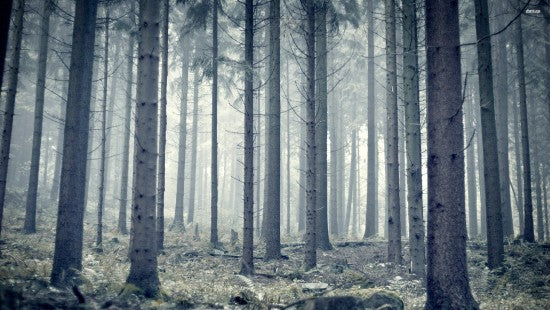 Aangepaste fotobehang moderne bos bos fotografie achtergrond woonkamer bank slaapkamer tv muurschildering kunst muurschildering behang