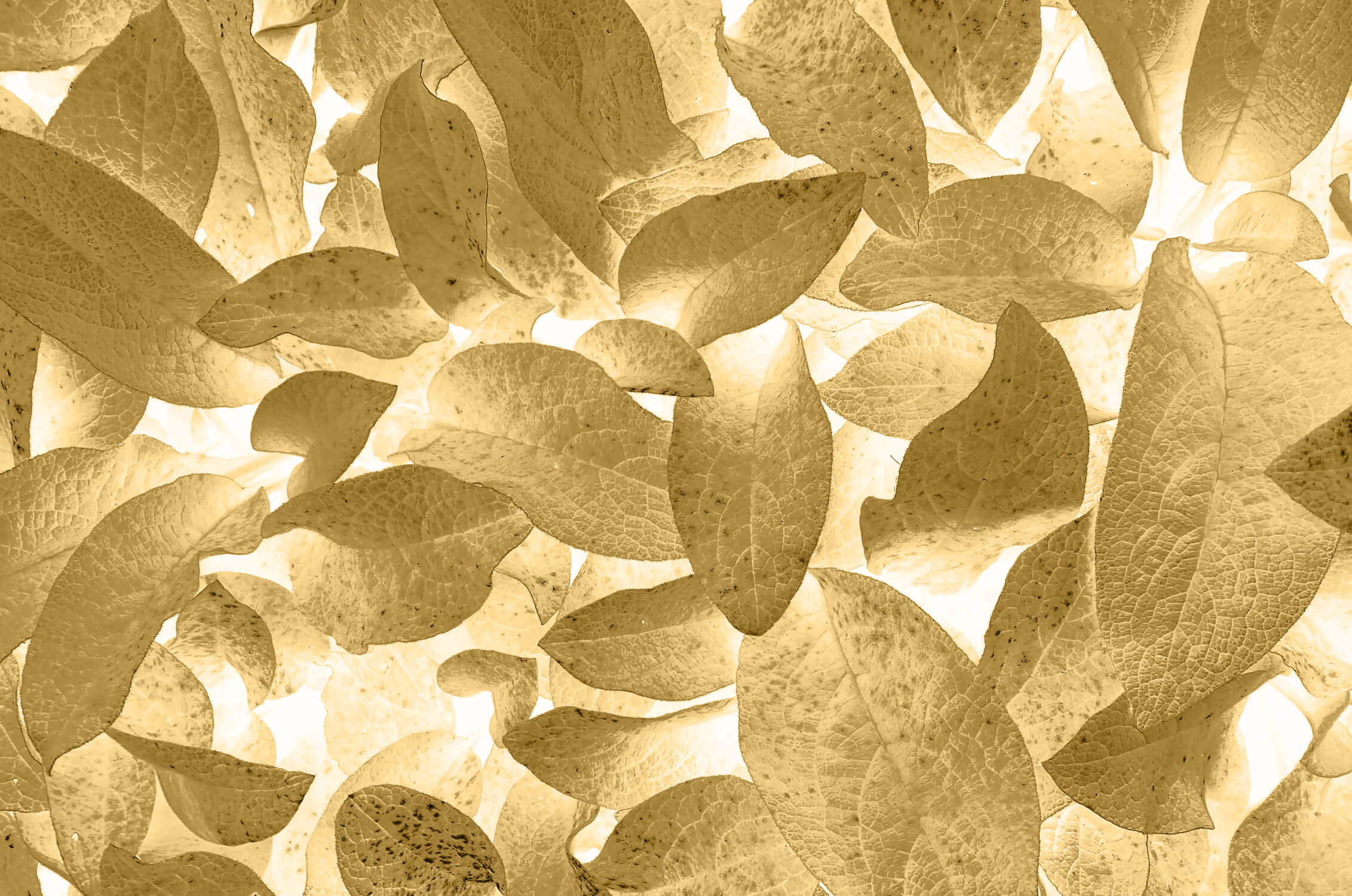 Papier Peint Effet Doré
