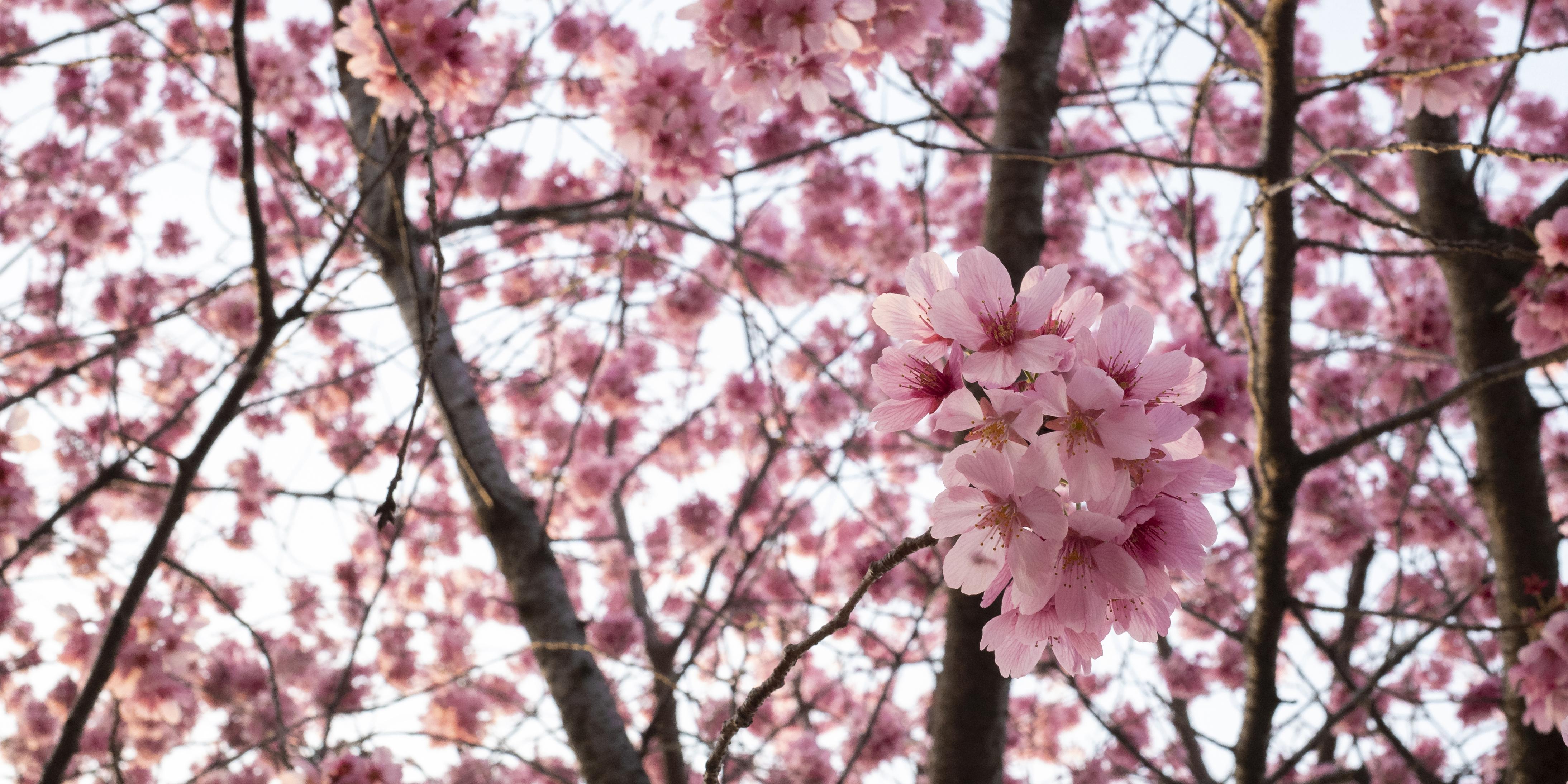 Tapisserie Cerisier Japonais