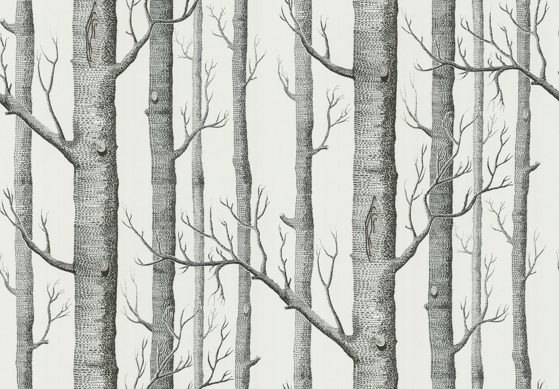 Papier Peint Foret De Bouleau