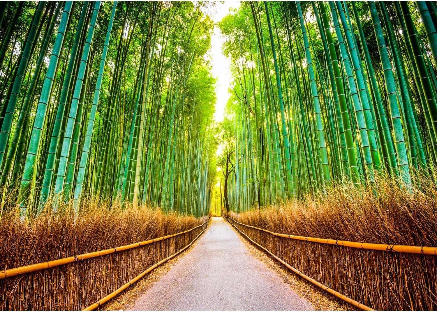 Bamboo forest wallpaper