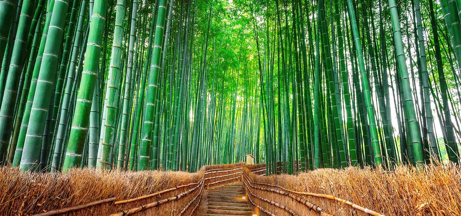 Bamboo forest wallpaper