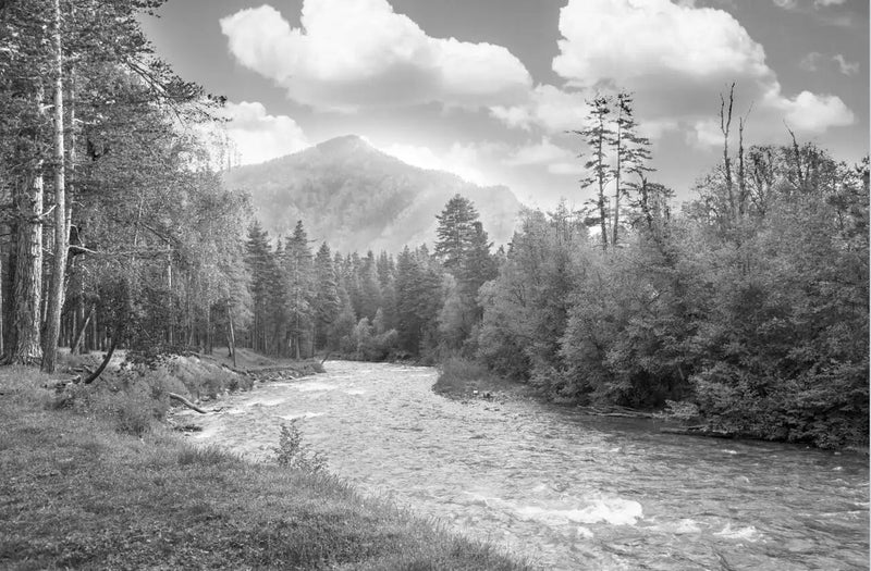 Panoramic Black and White Forest Wallpaper