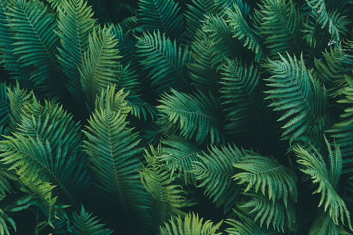 Custom Jungle Wallpaper