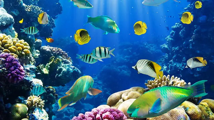 Aquarium wallpaper