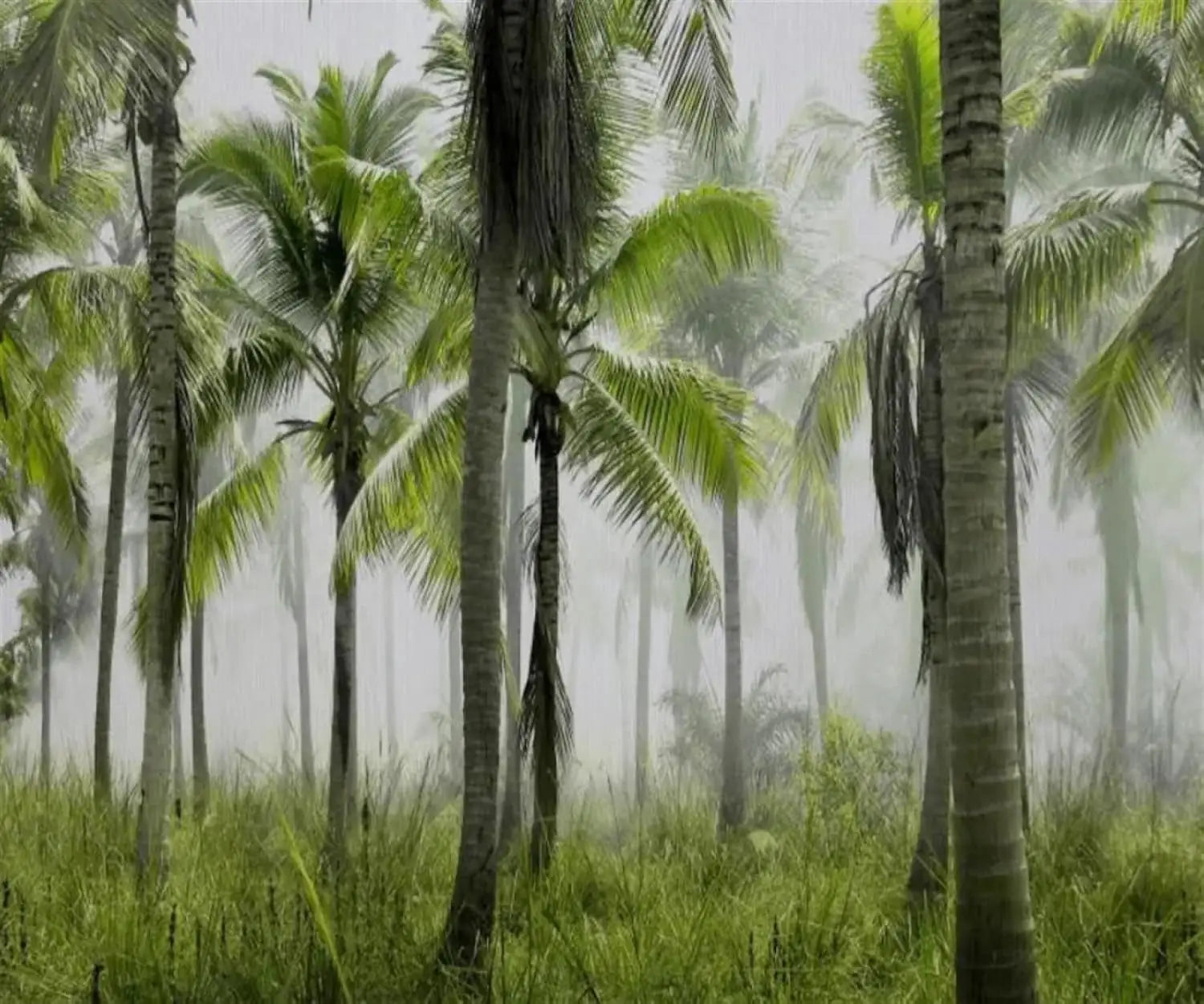 Palmboombehang Woonkamer